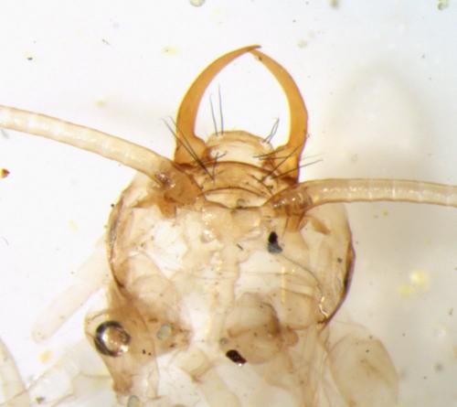 Holocentropus stagnalis